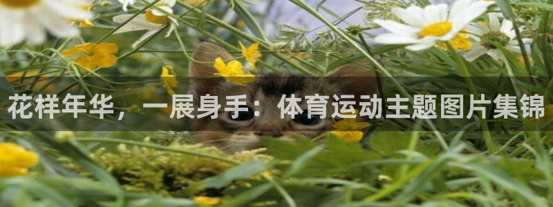 海南JJB竞技宝官网下载发展怎么样