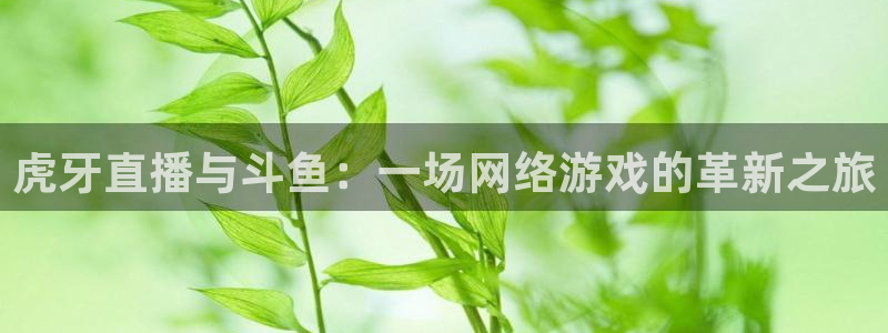 360低调看nba直播：虎牙直播与斗鱼：一场网络游戏的革新之旅